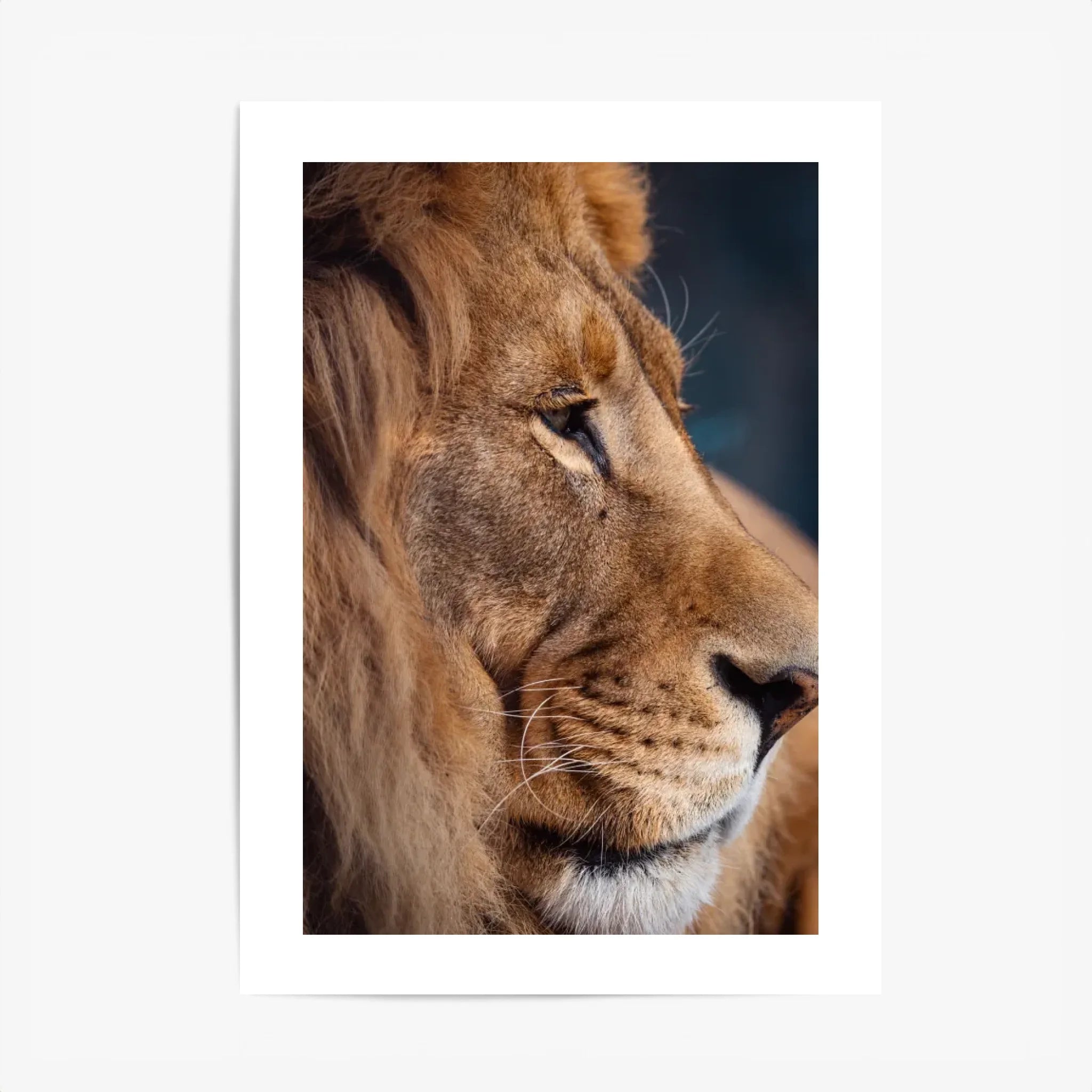 Tableau Lion Couleur