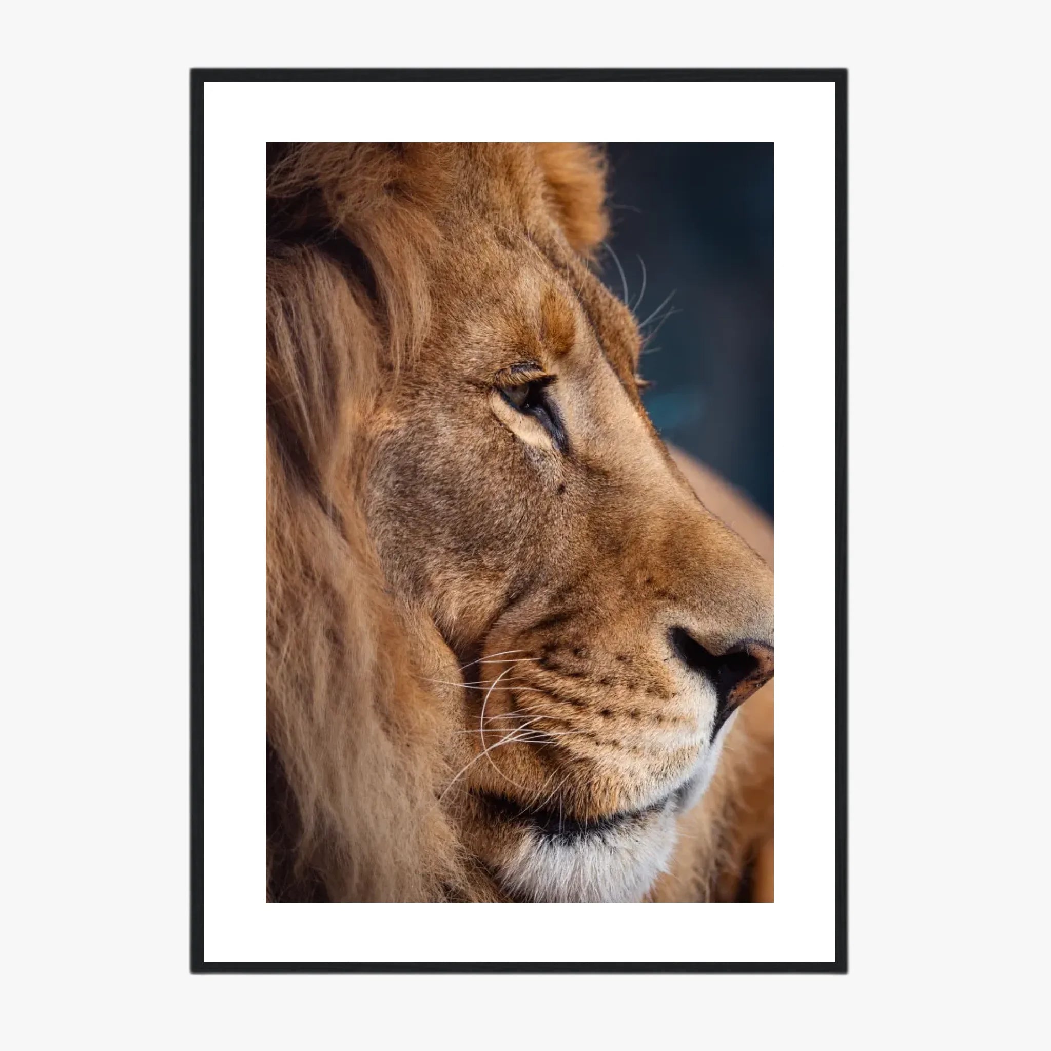 Tableau Lion Couleur