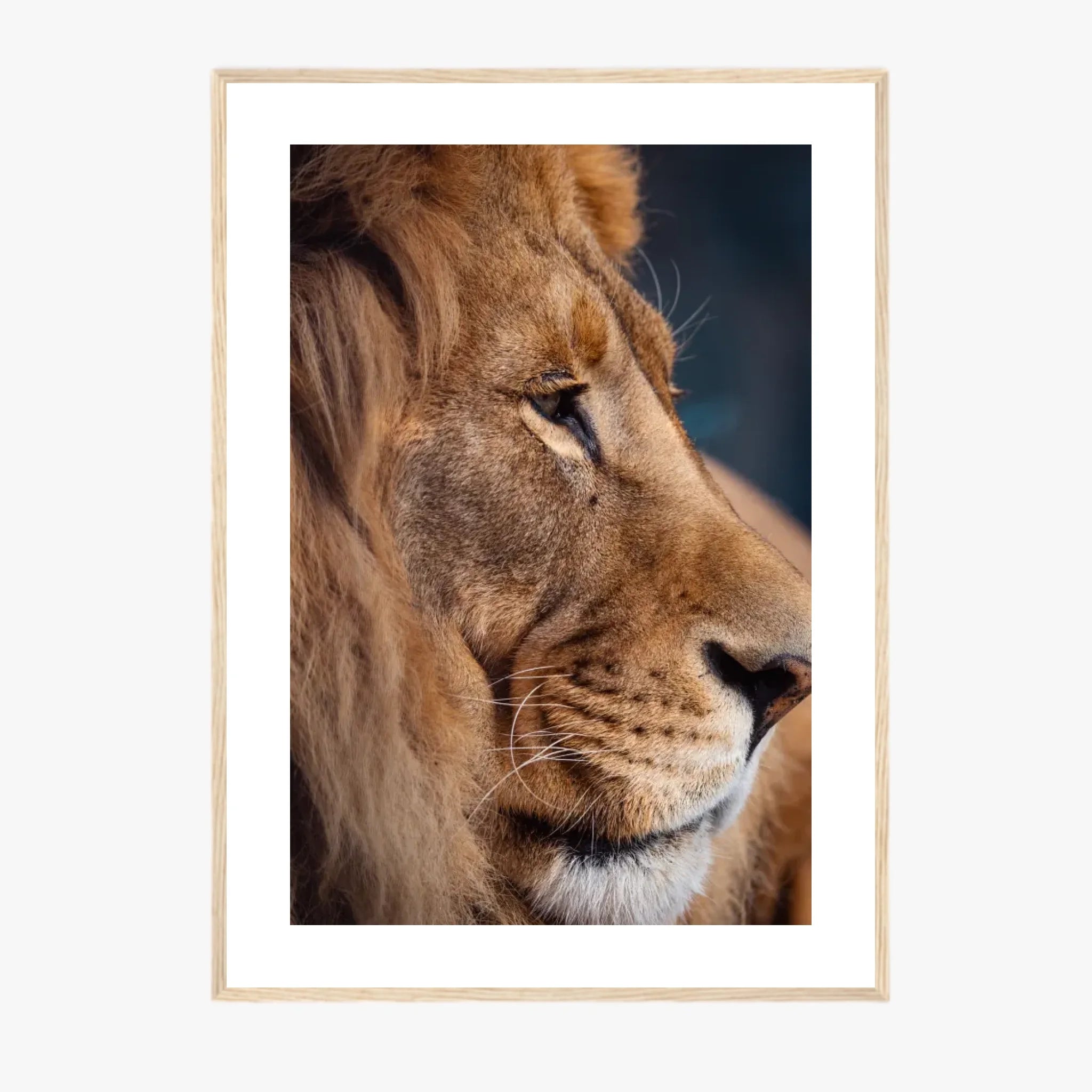 Tableau Lion Couleur