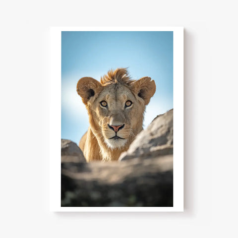 Tableau Lion Couleur 5