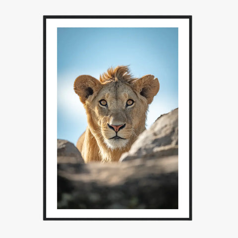 Tableau Lion Couleur 5