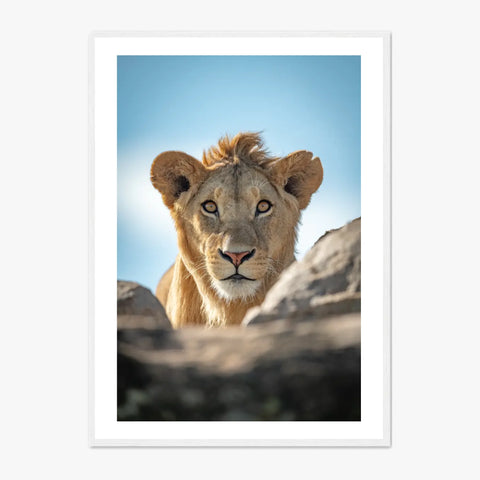 Tableau Lion Couleur 5