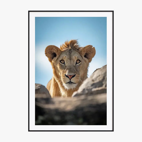 Tableau Lion Couleur 5